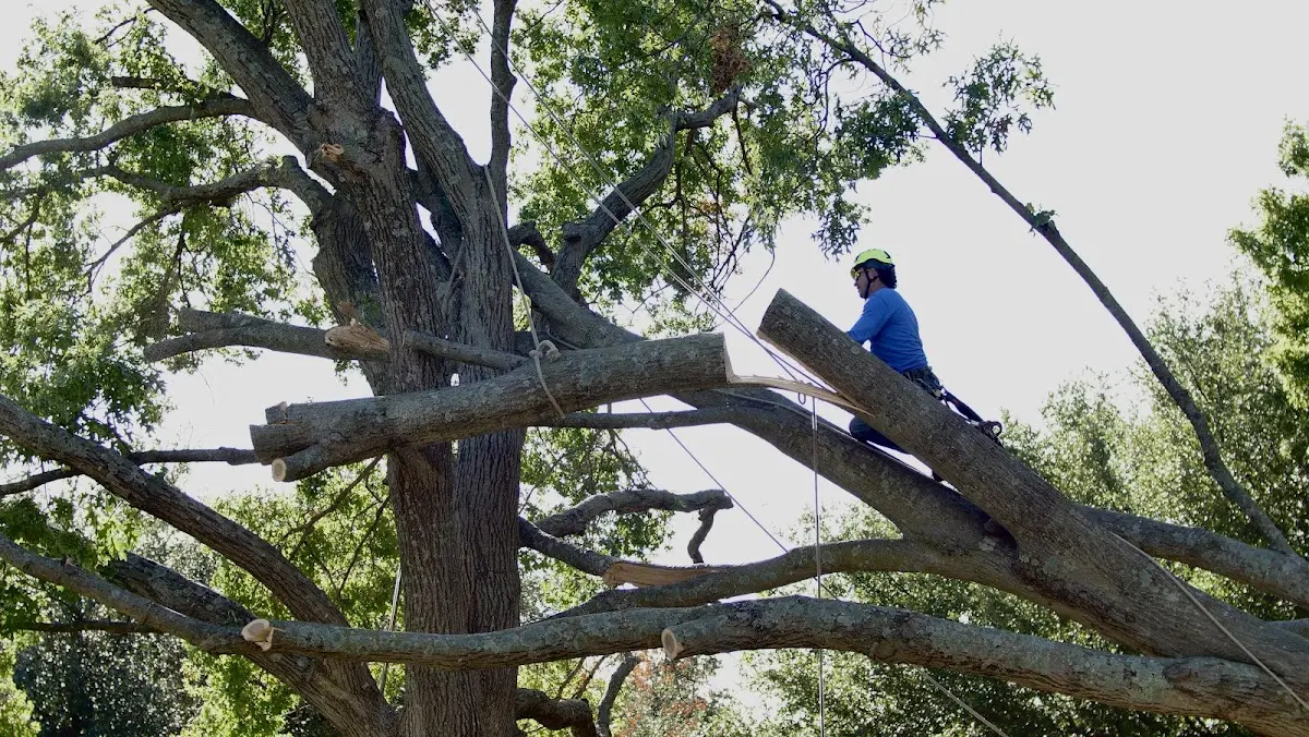 Professional Crown Thinning performed by certified arborists in Mapleton Depot